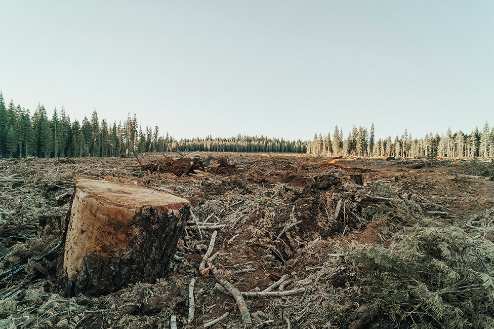 image of deforestation mining